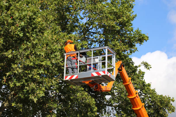 Tree Removal for Businesses